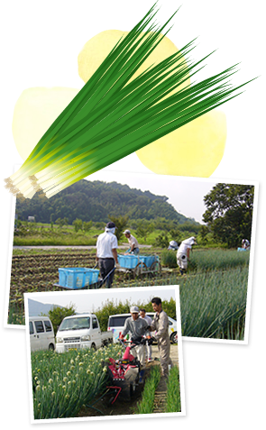 三重県桑名市 ねぎに特化した農業生産