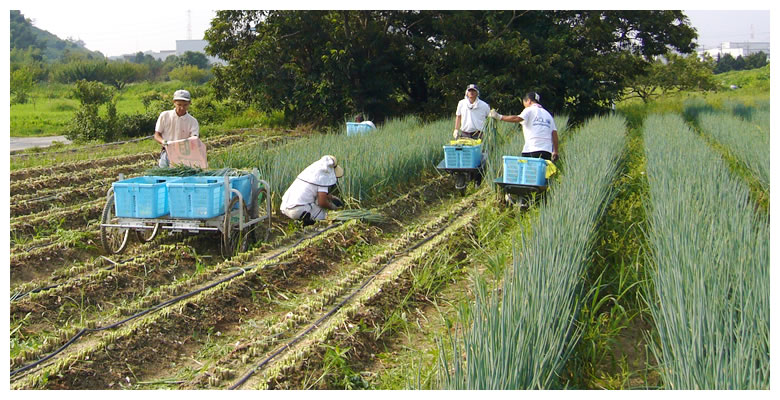 あさひファームは、ネギの生産・出荷を通じて障がい者の皆さんに就労の機会を提供しています。