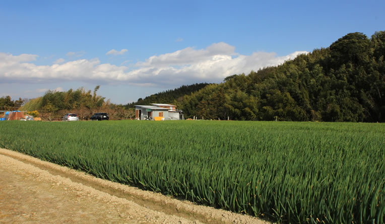 20反の広陵としたネギ畑。